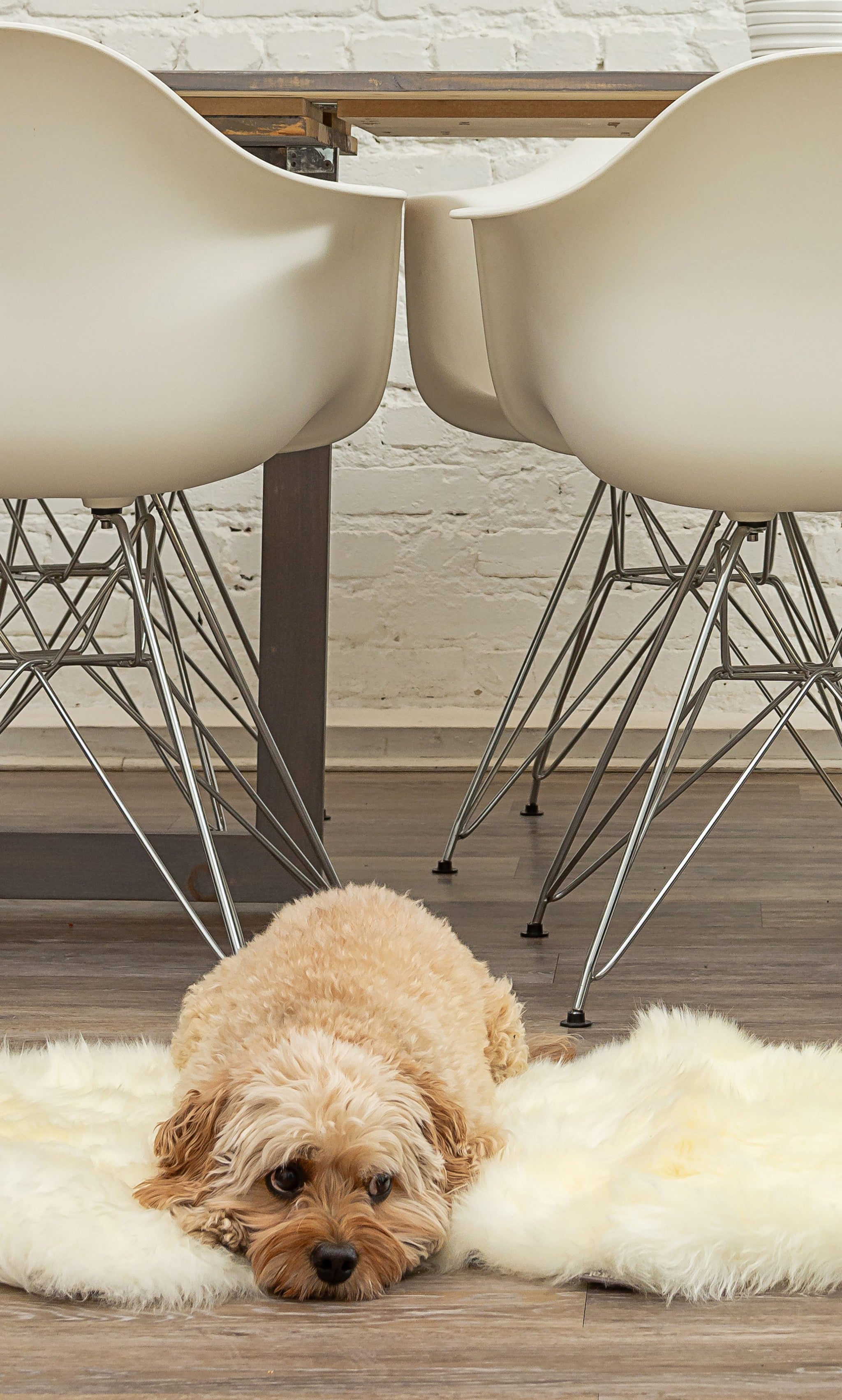 2' x 3'  Natural New Zealand Sheepskin Wool Area Rug in White