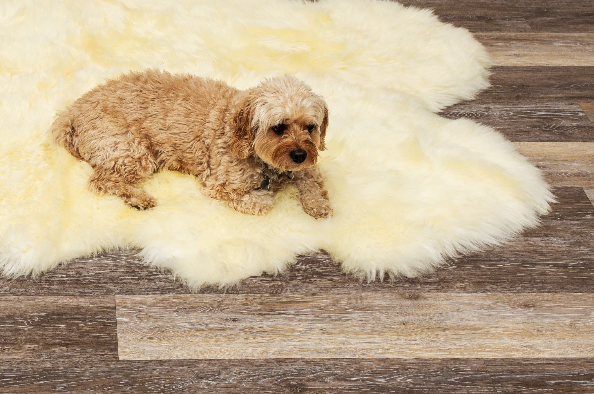 72" x 72" x 2" Natural, Sheepskin - Area Rug