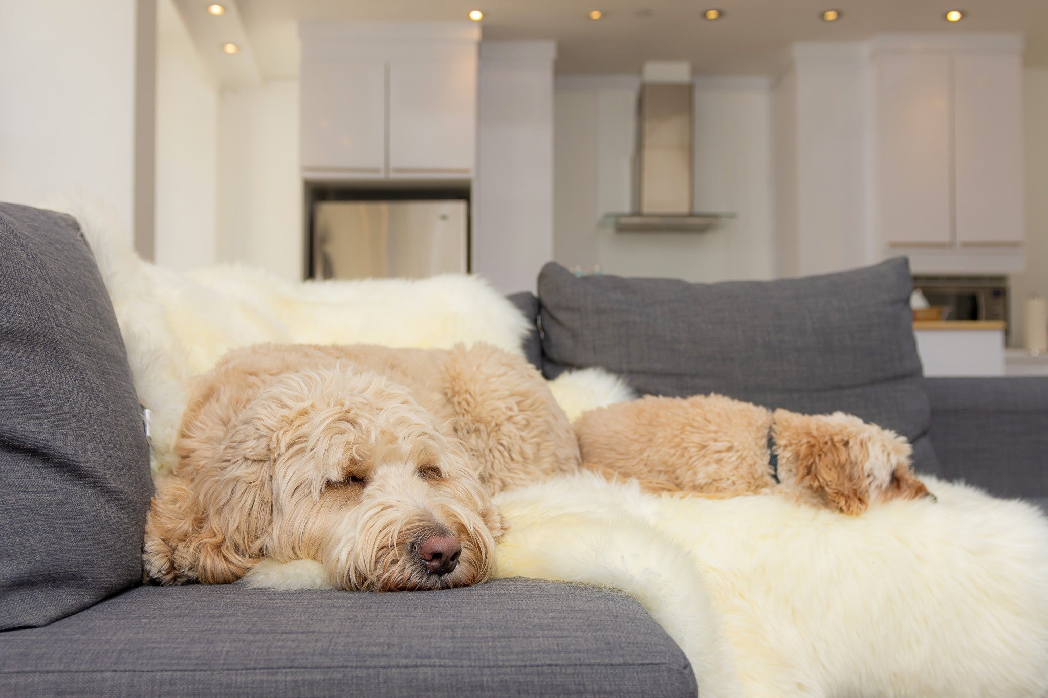 72" x 72" x 2" Natural, Sheepskin - Area Rug