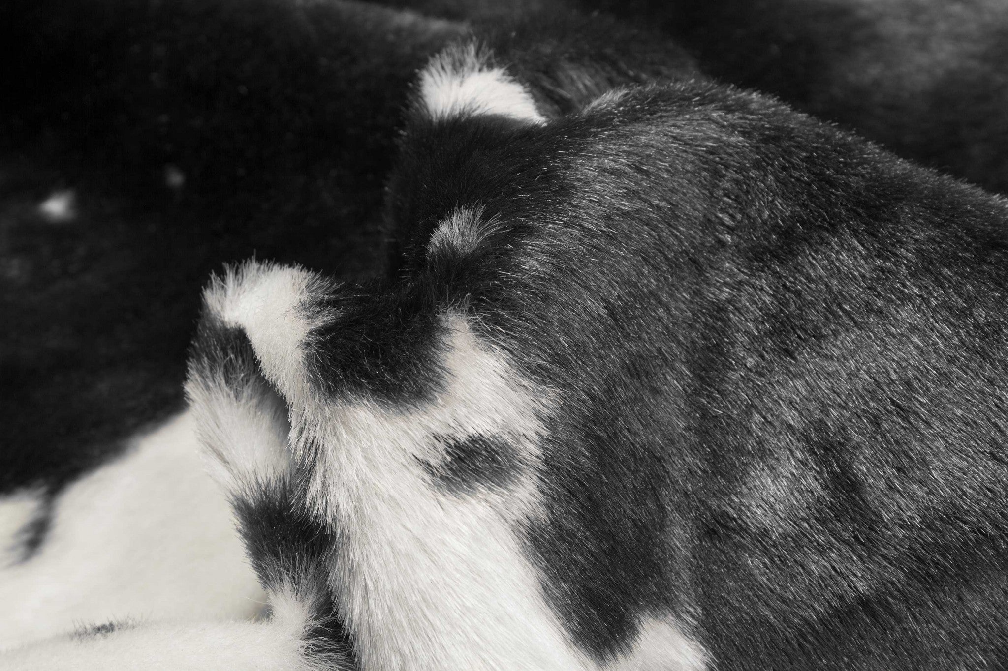 51" x 60" Sugarland Black And White, Faux Hide - Area Rug