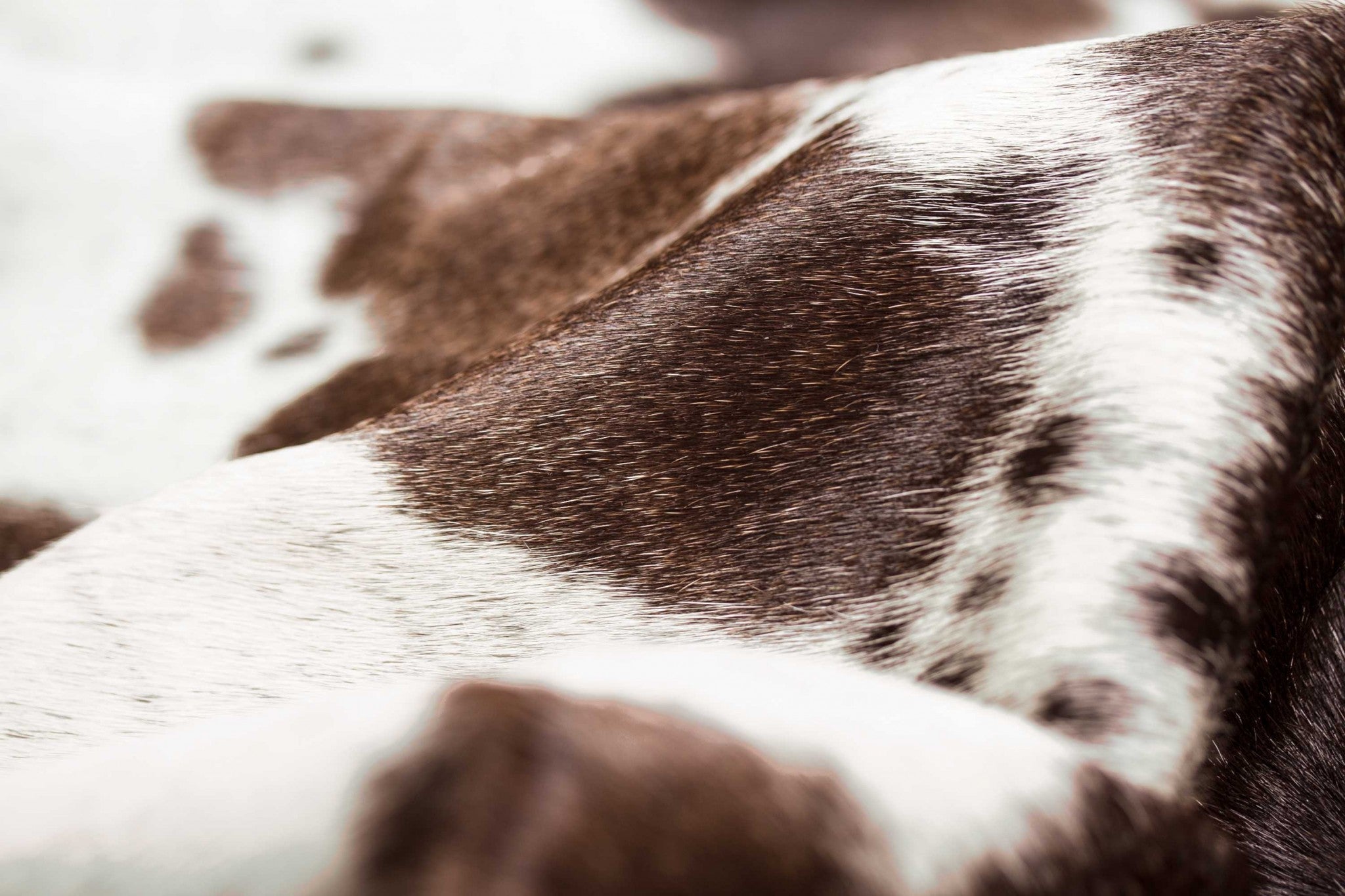 72" x 84" Brown/White, Cowhide - Rug