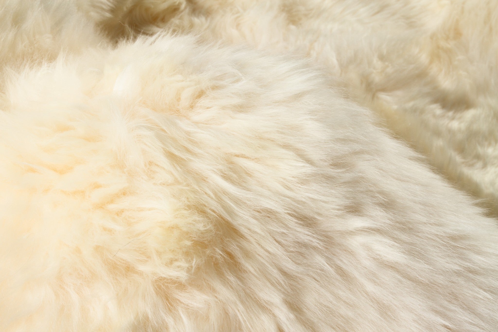 69" x 72" x 2" Gold, Sheepskin - Area Rug