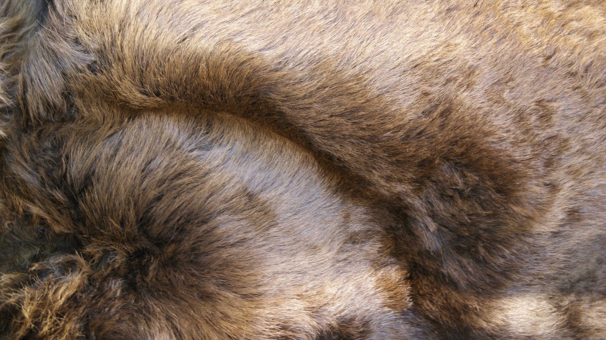 60" x 96" Brown, Buffalo Hide - Area Rug