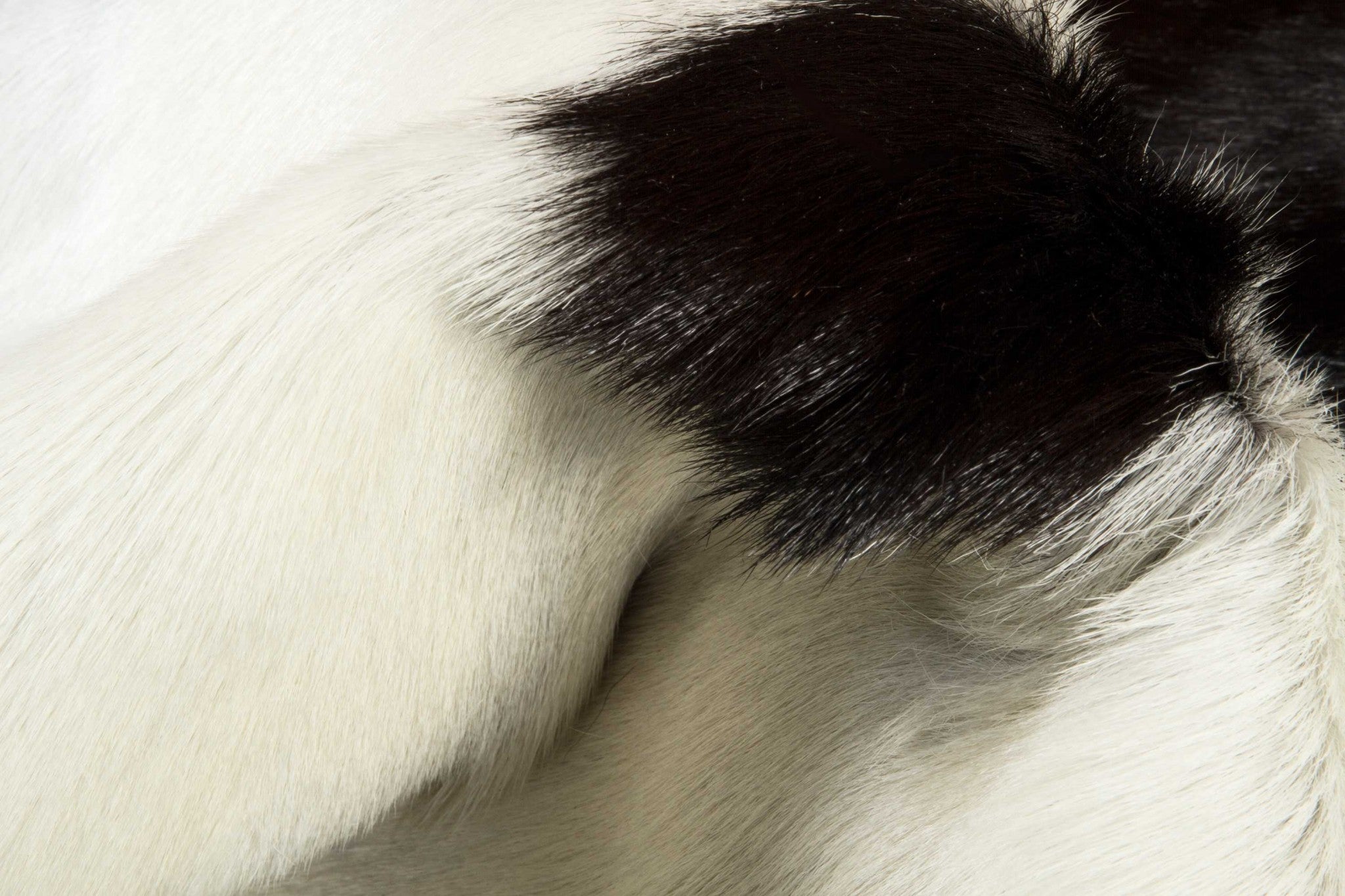 2" x 3" White And Chocolate Calfskin - Area Rug