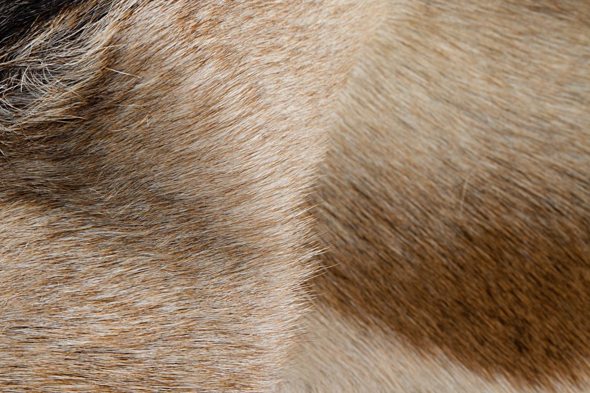 2" x 3" Tan And White Calfskin - Area Rug