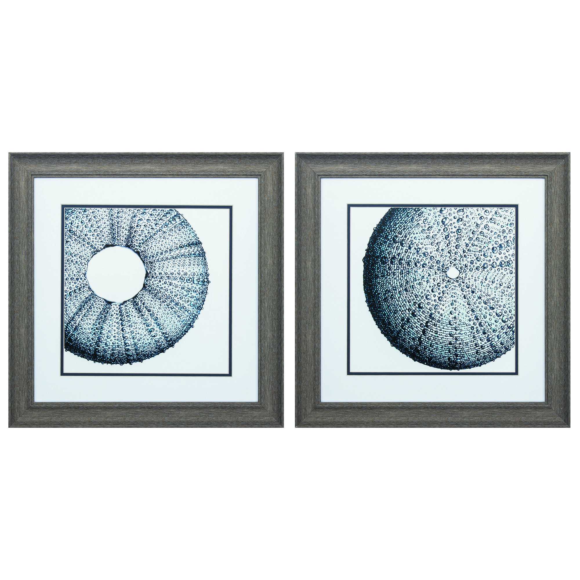 19" X 19" Distressed Wood Toned Frame Sea Urchin Set of 2