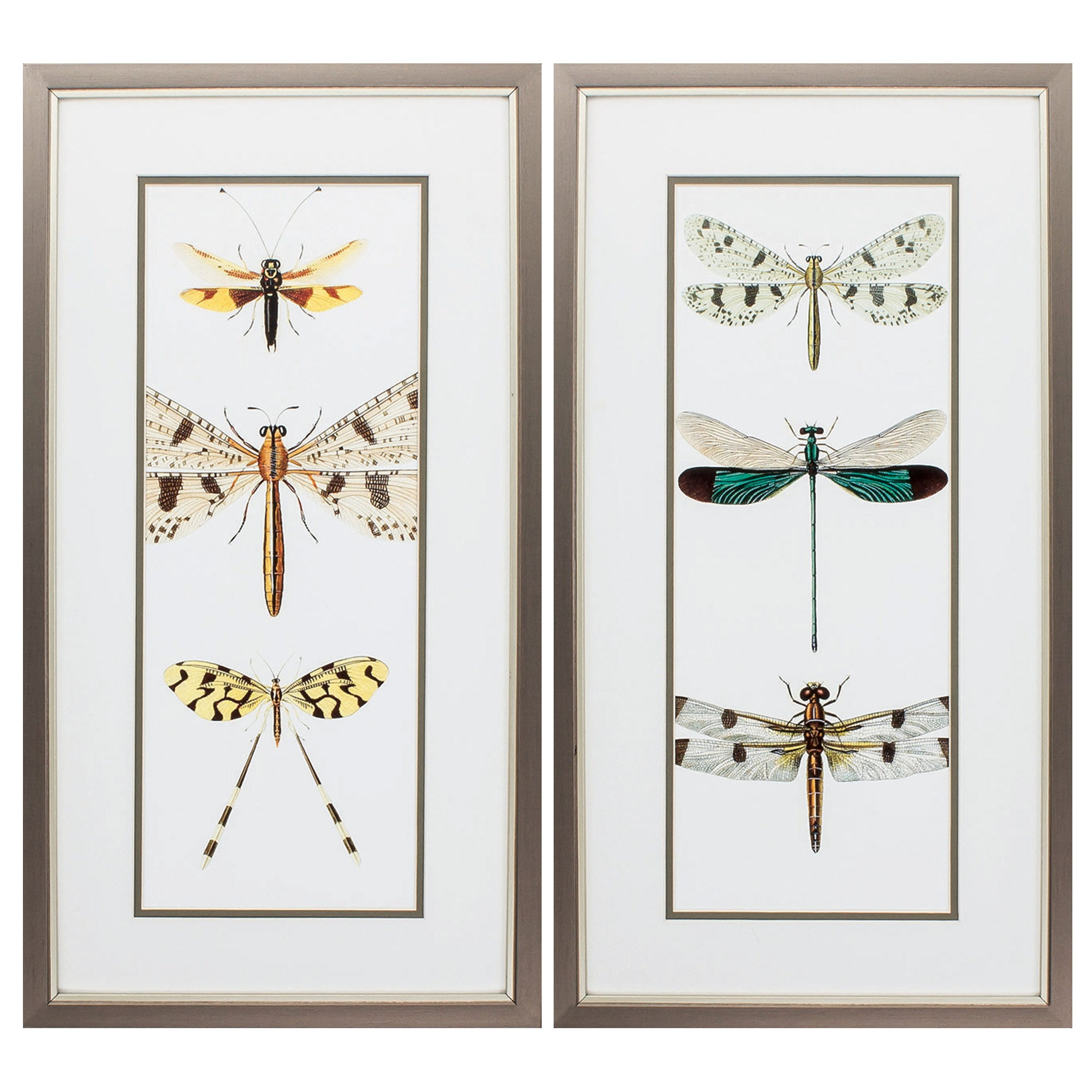 13" X 25" Metallic Bronze Frame Entomology Series (Set of 2)