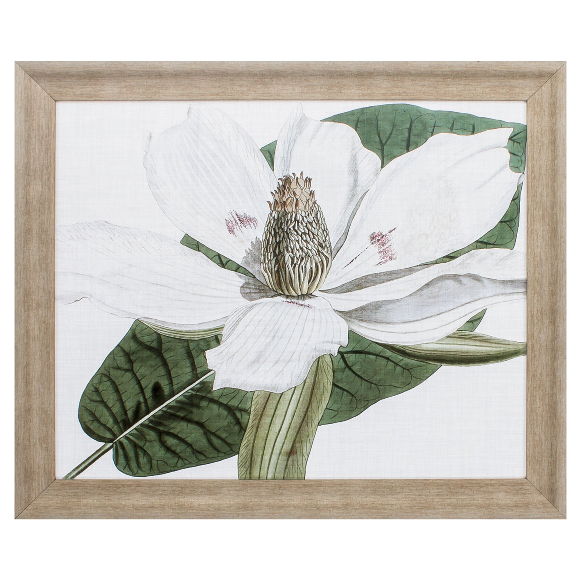 31" X 26" Champagne Color Frame  Curtis Magnolia II