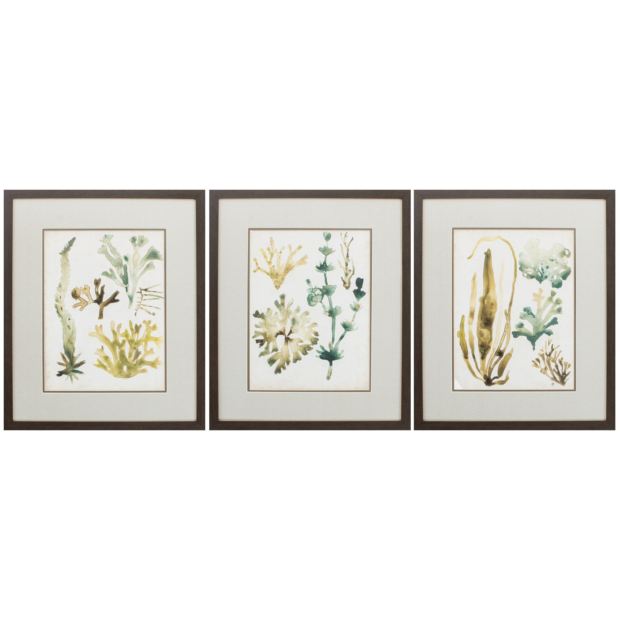 20" X 24" Brown Frame Vintage Sea Fronds (Set of 3)