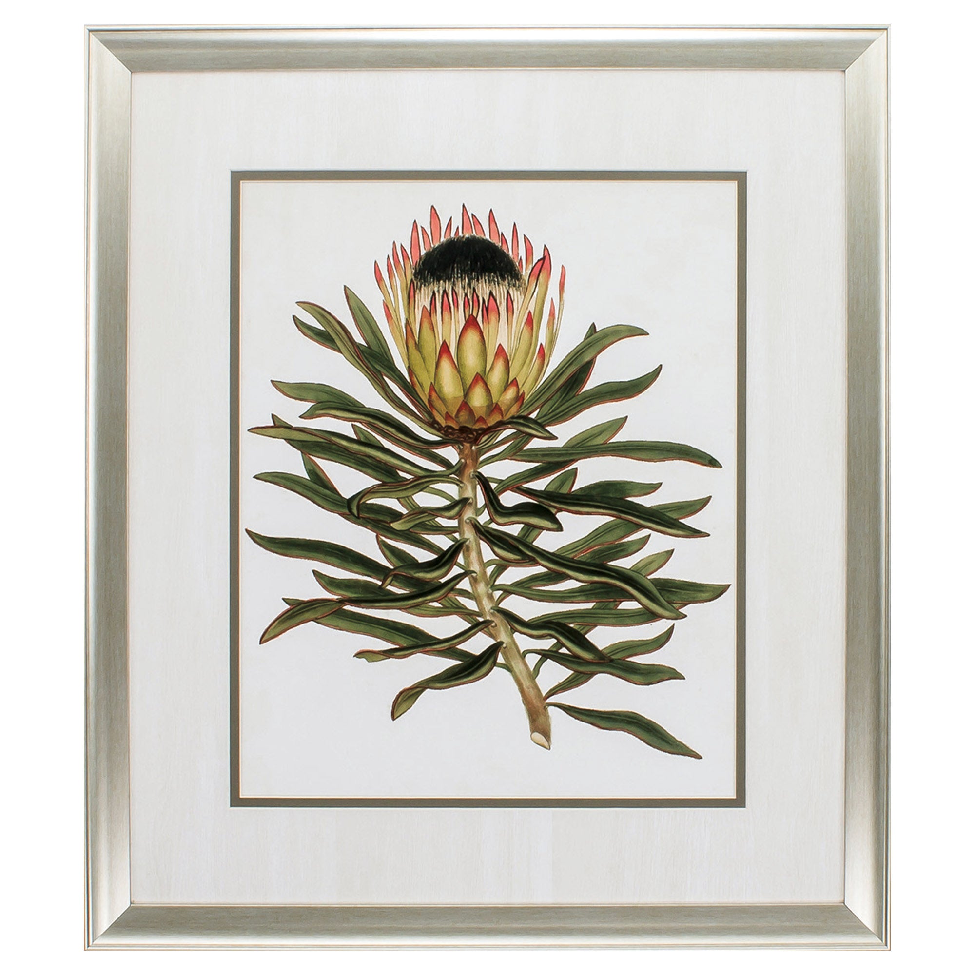 26" X 30" Aged Silver Frame Antique Protea Vi