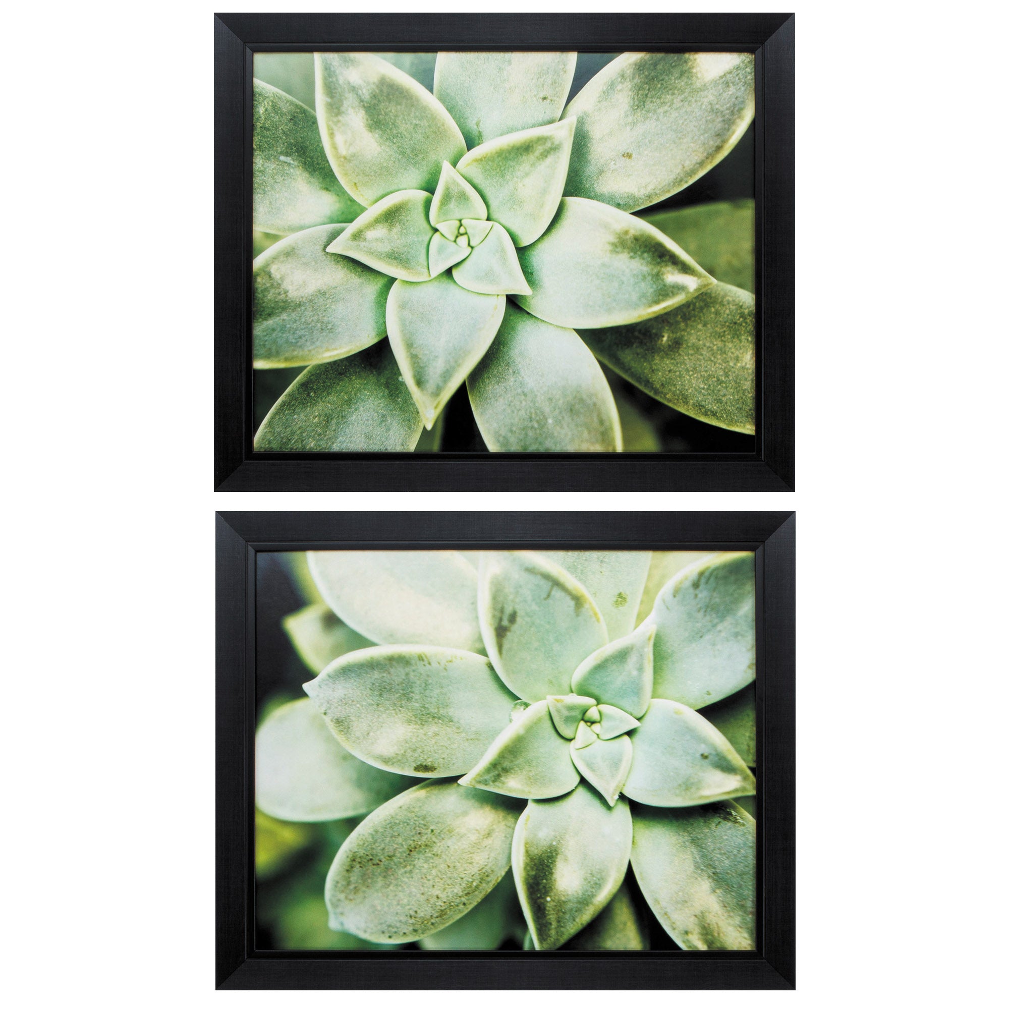 23" X 19" Black Frame Spring Succulent (Set of 2)