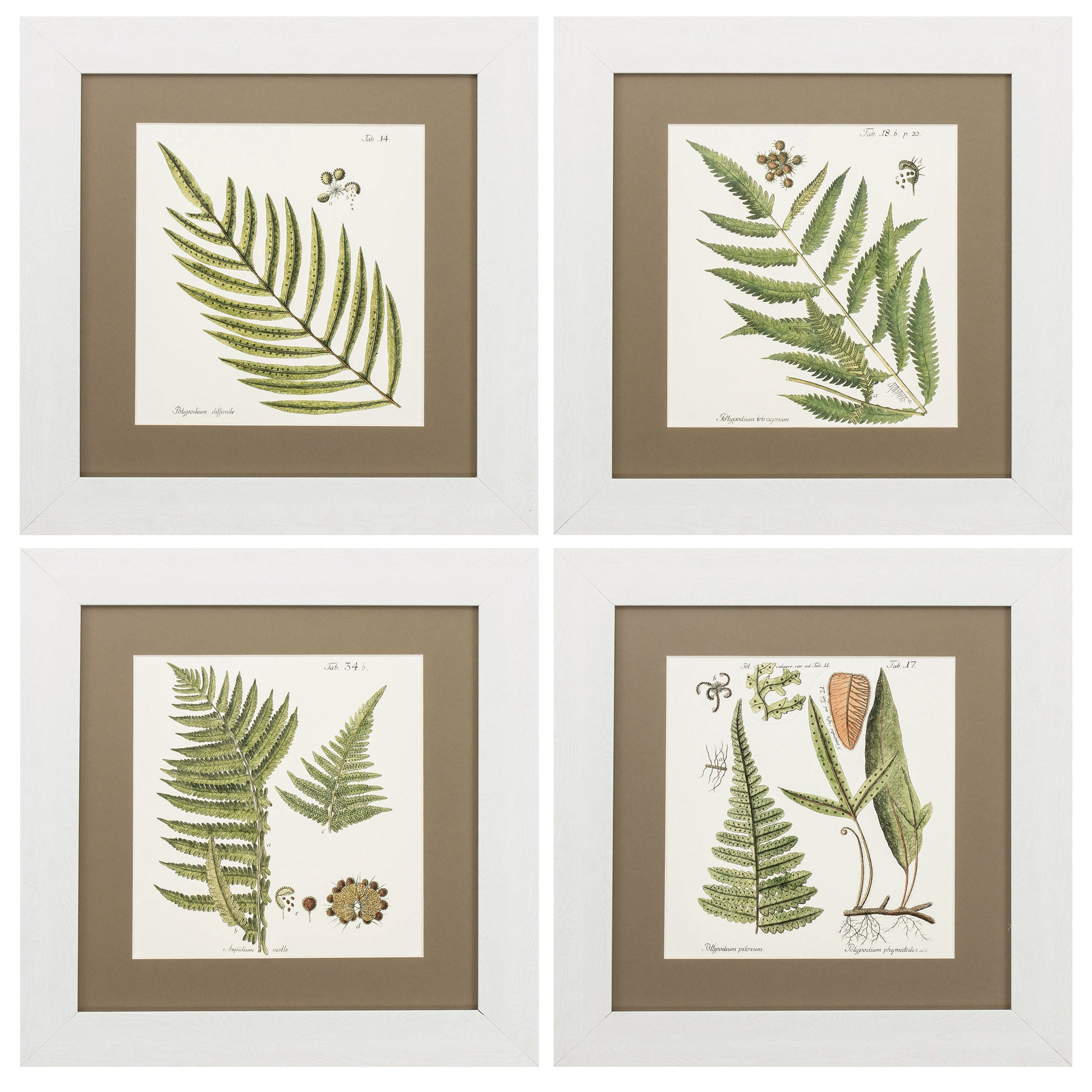 16" X 17" White Frame Fern (Set of 4)