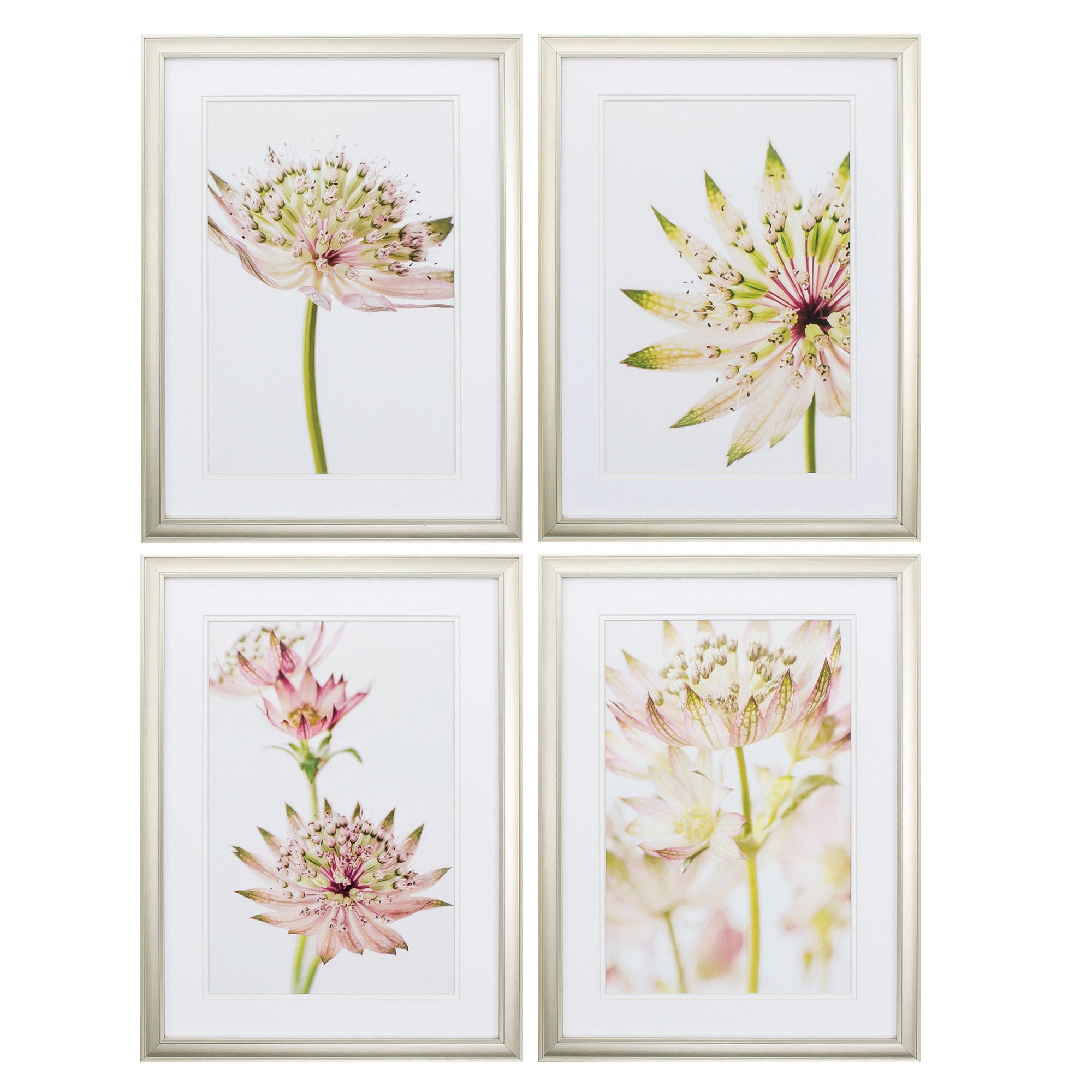 18" X 24" Champagne Gold Color Frame  Astrantia (Set of 4)