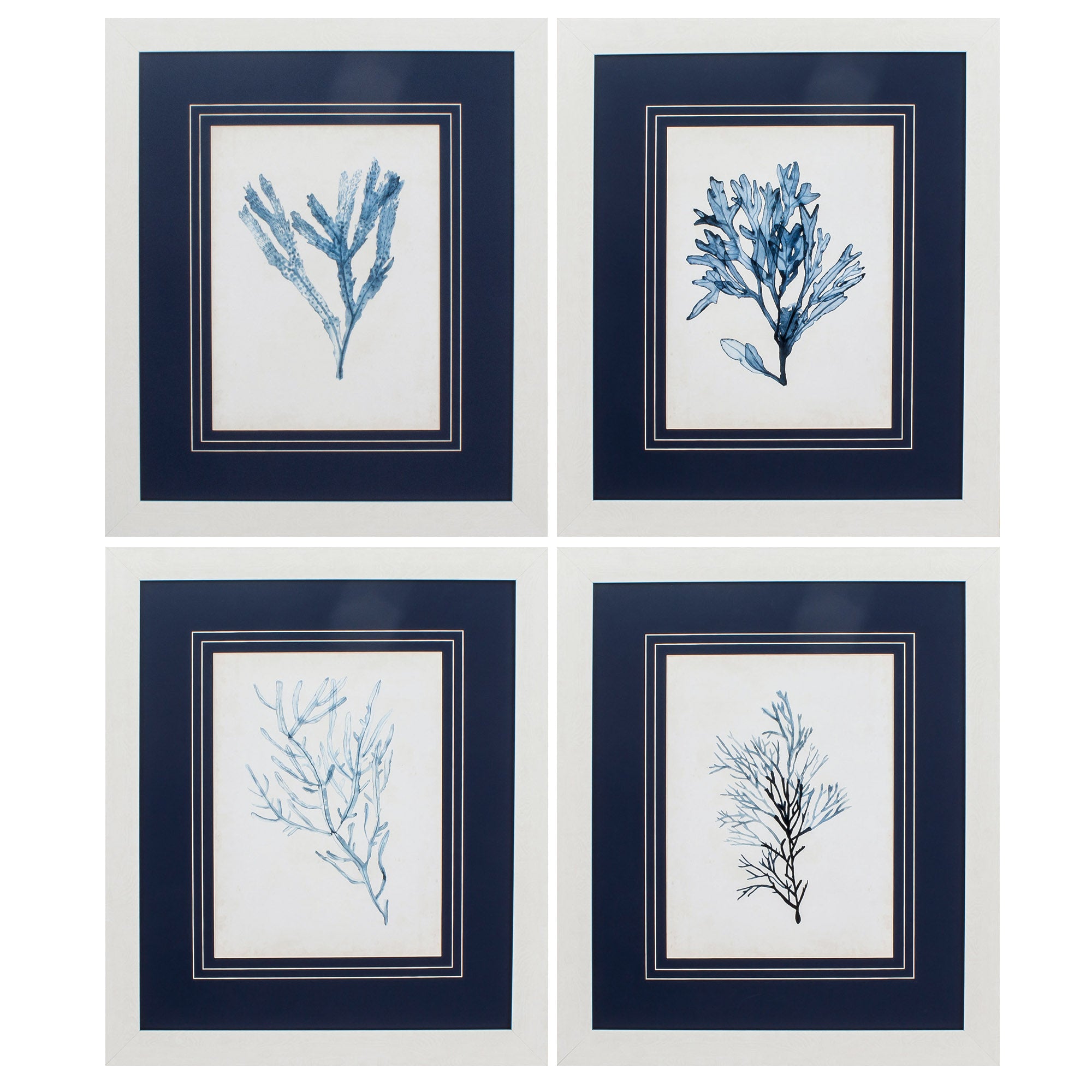 23" X 27" White Frame Seaweed Specimens (Set of 4)